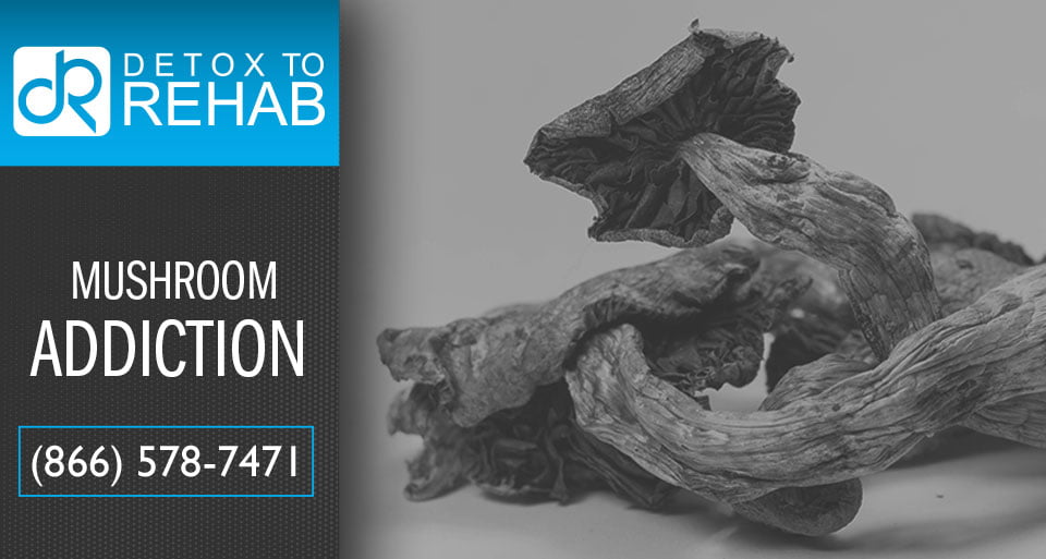 Mushroom Addiction and Rehabilitation Detox To Rehab