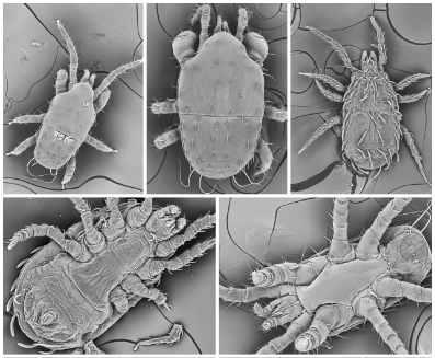 Meth Mites