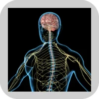 Inhalant Abuse & The Central Nervous System